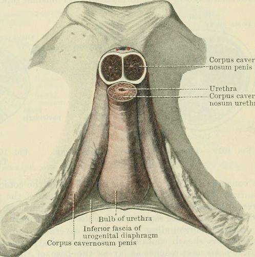 Wiki Penis Base Cross Section