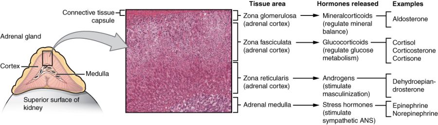 Adrenal gland anatomy and histology.