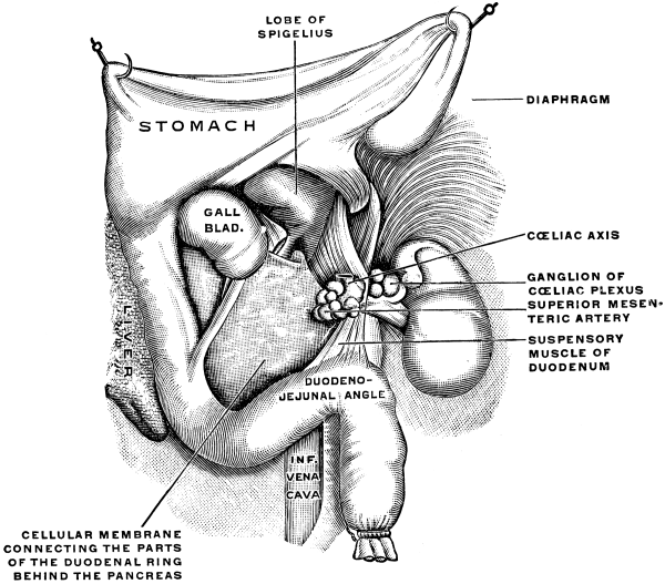 Ligament of Treitz