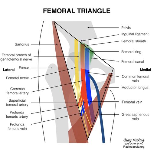 Femoral triangle anatomy